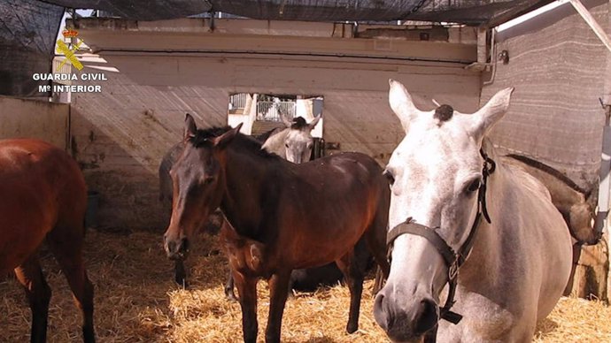 Caballos intervenidos en esta operación de la Guardia Civil