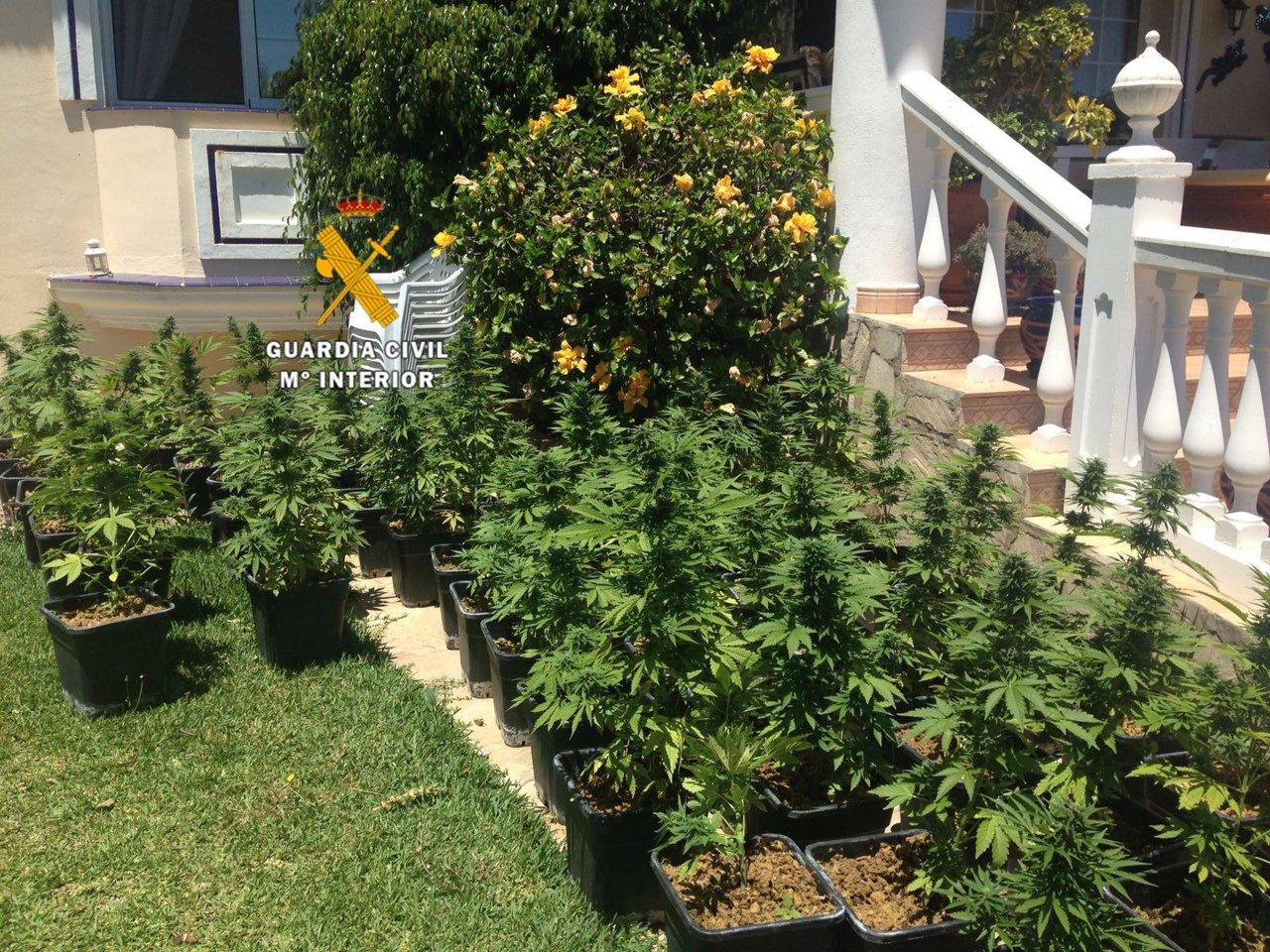 Marihuana incautada en Coín por la Guardia Civil (Málaga) 