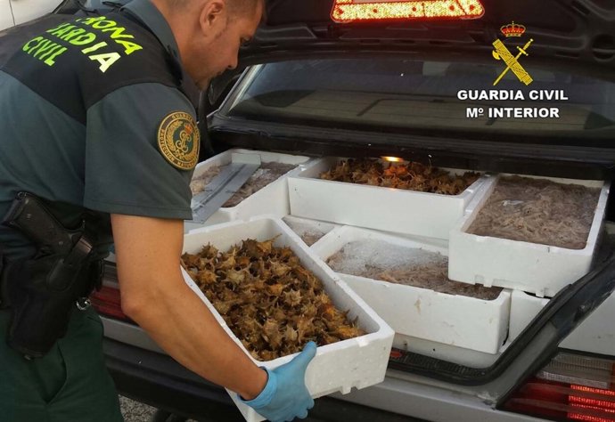 Pescado inmaduro intervenido en Huelva