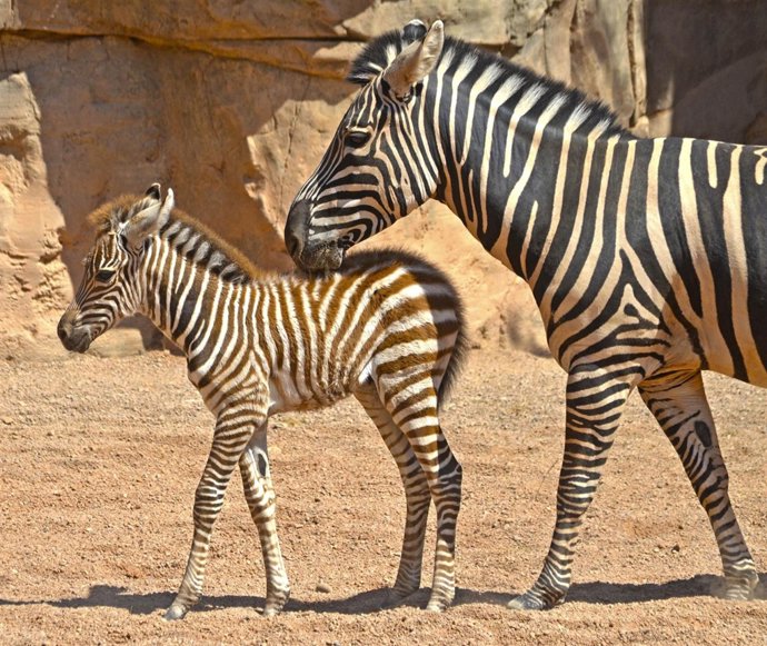 Nace una cebra en Bioparc, la primera de este año