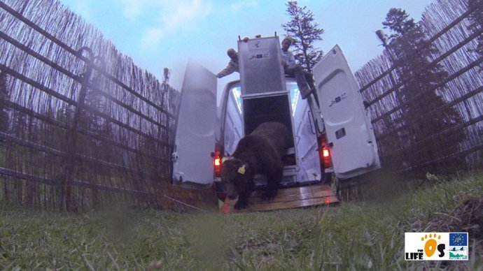 Liberación del nuevo oso en Isil