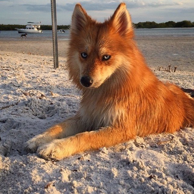 Mya, the pomsky