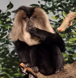 Bonobo, mono, primate, simio, especie, animal