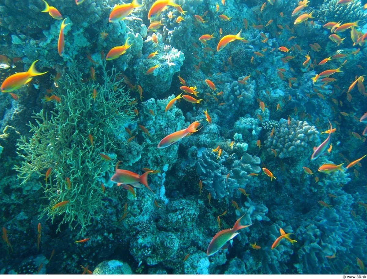 Día de los Océanos: 10 frases inspiradoras sobre el cuidado y la grandeza  de los océanos