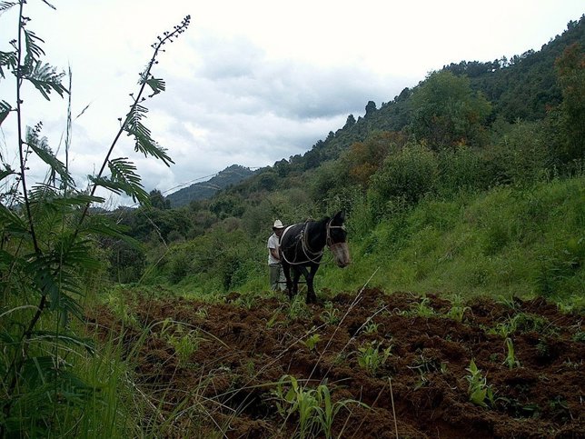 El cultivo tradicional del maíz.