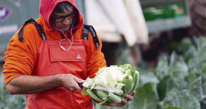 Agricultor con Coliflor de Calahorra