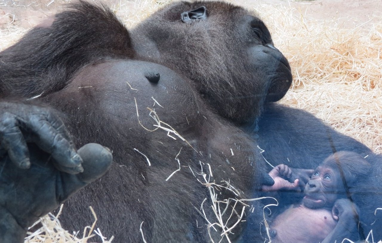 Nueva cría de gorila en el Zoo Aquarium de Madrid