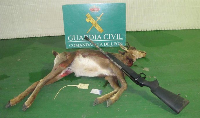 Uno de los rebecos abatidos