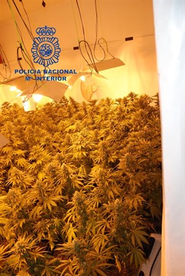 Plantas de marihuana en una vivienda de Torrent
