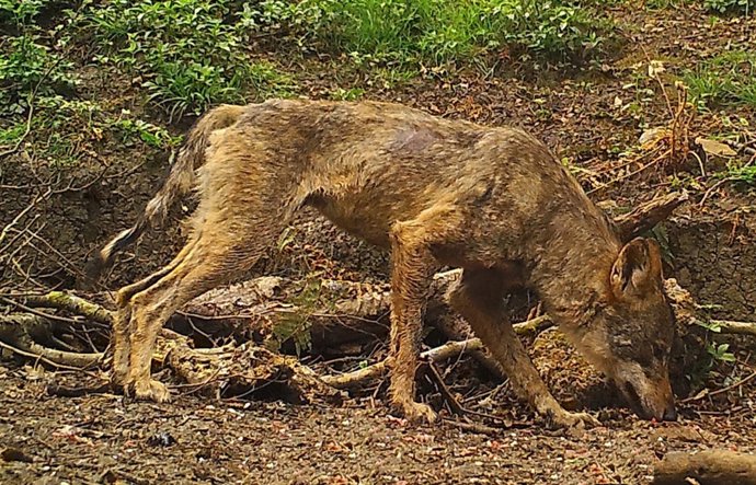 Imagen de un lobo afectado con sarna. 