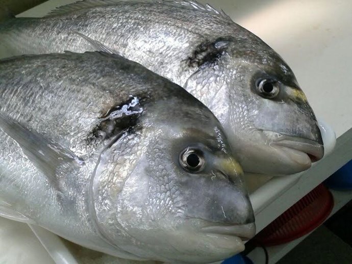 Identifican genes de la dorada afectados por cambios en la salinidad del cultivo