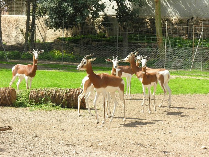 Ejemplares cedidos de Almería a Sevilla