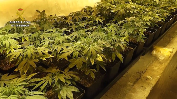 Detenido un hombre en Alcarràs por cultivar 500 plantas de marihuana