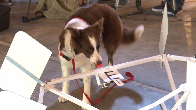 El olfato canino permite detectar el cáncer de próstata