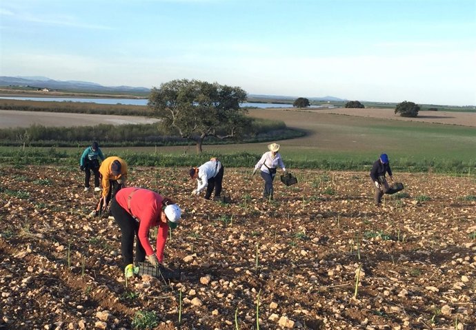 Campaña de espárragos en 'Las Turquillas'.