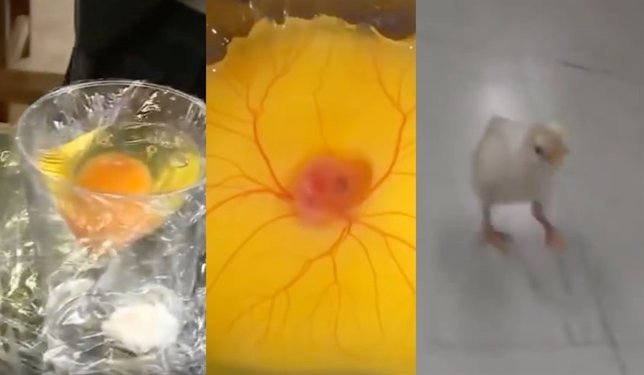 ¿Es Posible Incubar Un Huevo Sin Cáscara? 