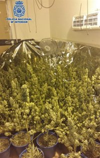 Once detenidos en Marbella tras desmantelar un centro de cultivo y distribución de marihuana