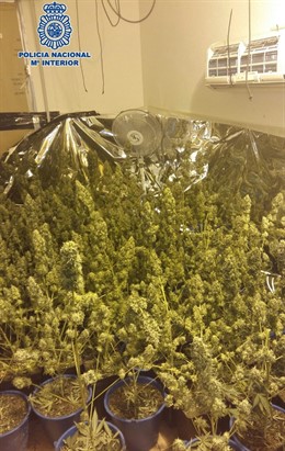 Invernadero de marihuana desmantelado en Marbella 