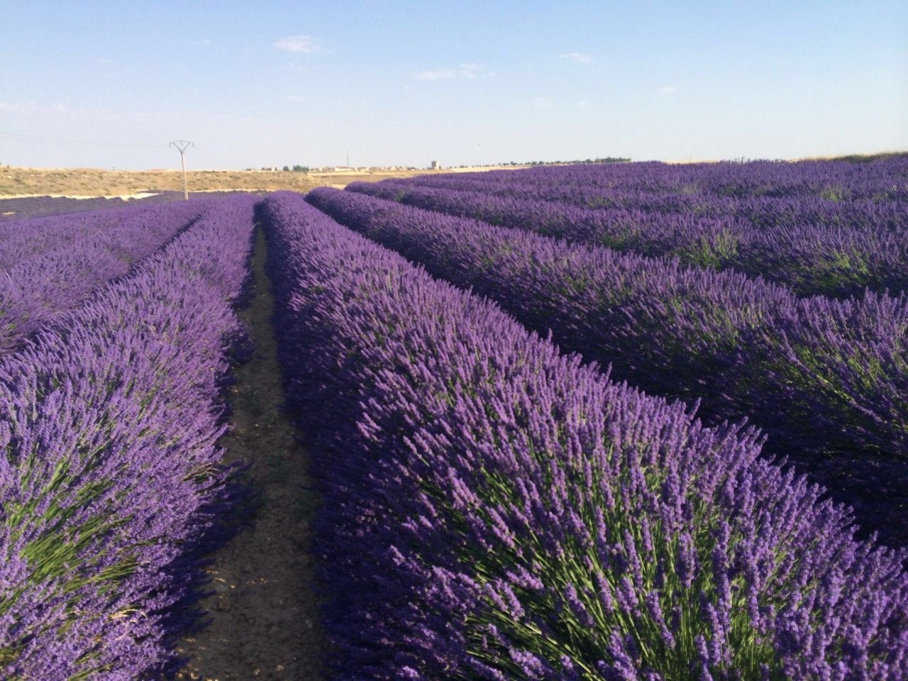 Aromáticas, espliego, flores, plantas, campo