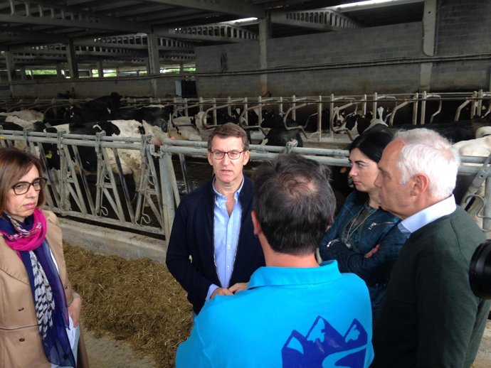 El presdiente del PPdeG, Alberto Núñez Feijóo, en la explotación de vacas