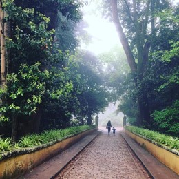 Finca de Osorio, bosques, árboles, paisaje