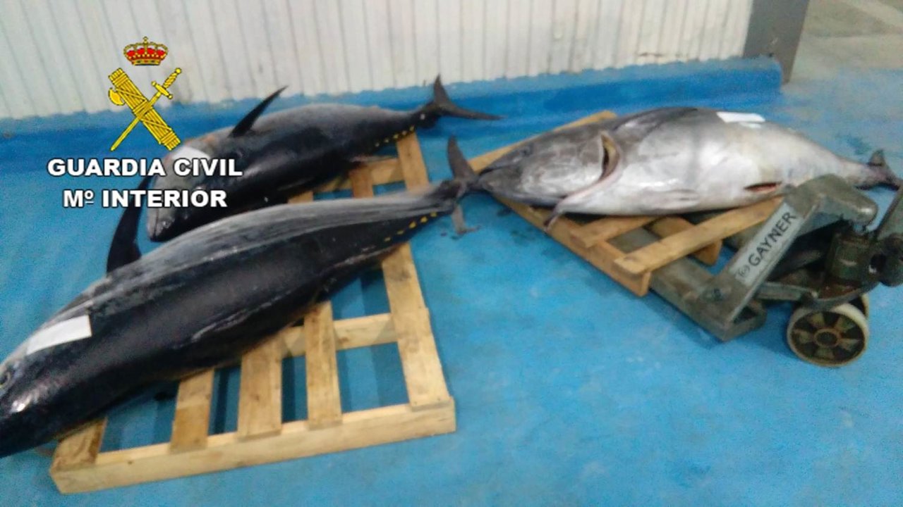 Atunes procedentes de caputura ilegal en Alicante