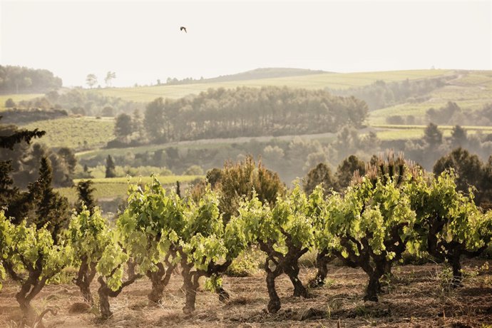 Cava Paraje Calificado