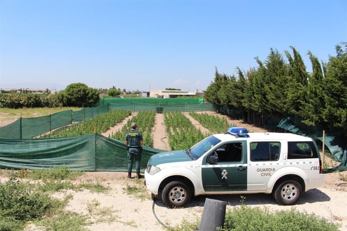 Plantación de marihuana en Alicante