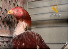 Gallo mutilado para su uso en peleas