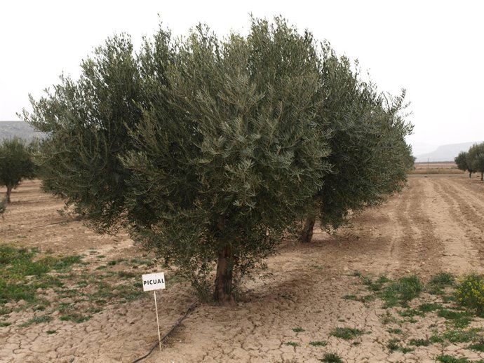 Variedades de aceituna