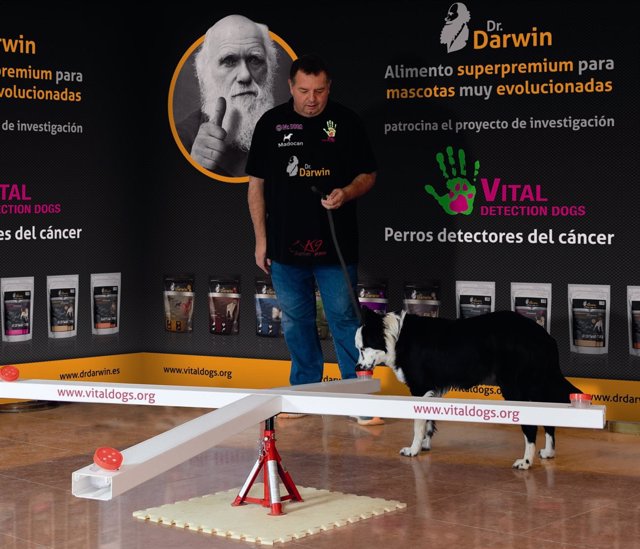 Perro realizando prueba de deteccion de cáncer de próstata Dr. Darwin