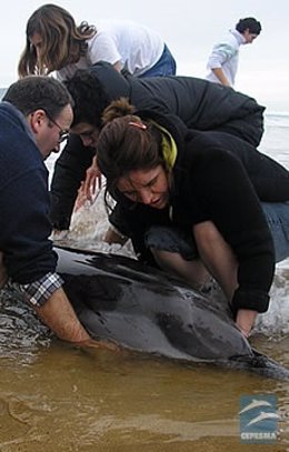 Rescate de un delfín varado en la Playa de la Espasa. 