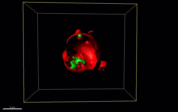 Imagen de microscopía confocal de nanocápsulas de liposomas con bacteriófagos