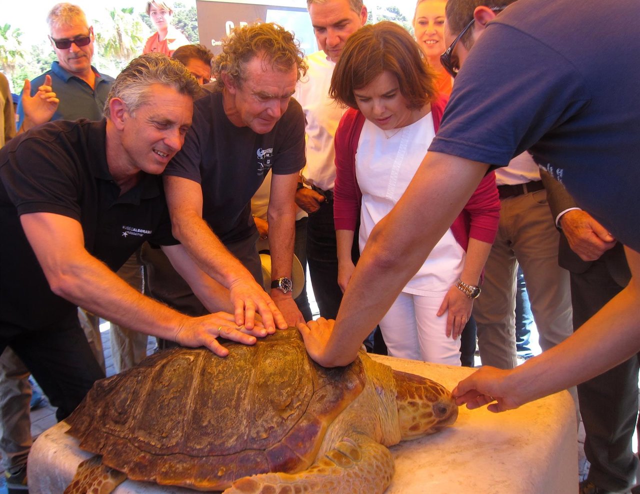 Soraya Sáenz de Santamaría tortuga liberada Aula del Mar Crema