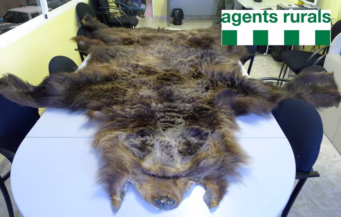 Agentes rurales decomisan una piel de oso 