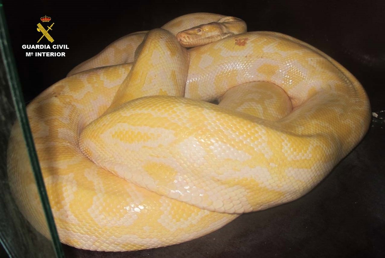 Pitón incautada en Huelva