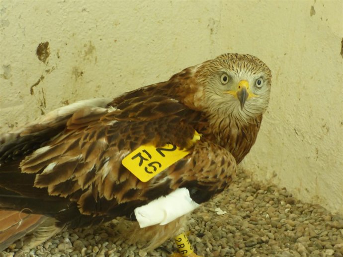 Hembra de milano real.