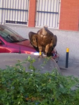 El buitre rescatado en Triana.