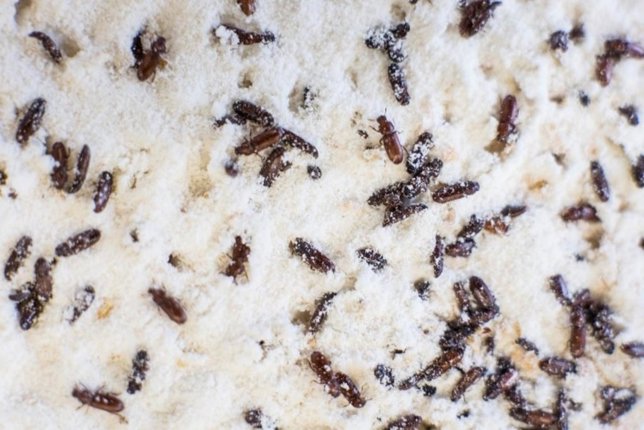 Abejas objeto del estudio