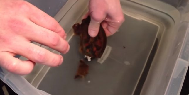 Nacimiento de un tiburón bambú