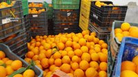 Dos investigados por el presunto hurto de 65.000 kilos de naranjas en Brenes