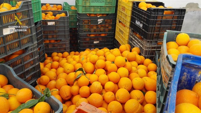 Kilos de naranjas intervenidas por la Guardia Civil de Sevilla