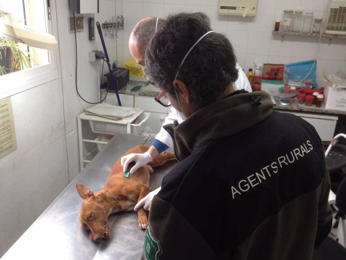 Necropsia de un perro maltratado en el Centre de Fauna de Torreferrussa 