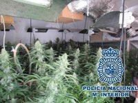 Desmantelado un cultivo de 95 plantas de cannabis en una caseta de aperos de Alcaucín