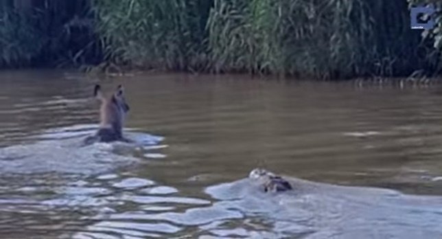 Antílope escapa de un cocodrilo en Sudáfrica