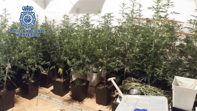 Las plantas de marihuana incautadas
