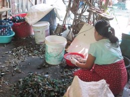 Refugiada birmana limpiando mejillones en Tailandia