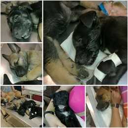 Imágenes de los animales tras ser recogidos por Abyda