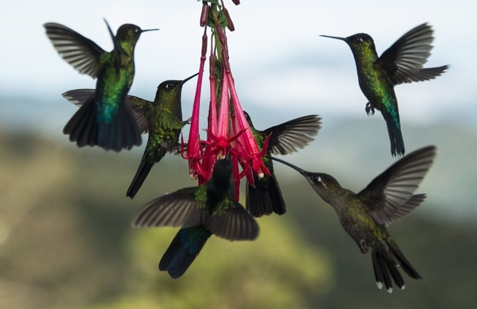 NP Costa Rica Abre La Ruta Nacional De Aves