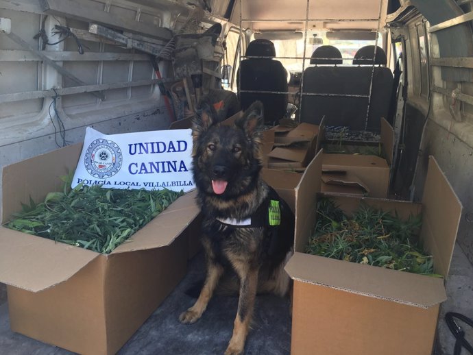 Imagen de un perro policía con la droga decomisada